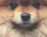 Собаки в Копейске: Вязка, 3 000 руб. - фото 4