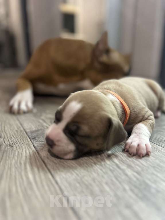 Собаки в Белгороде: Щенки АСТ Девочка, 40 руб. - фото 2