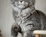 Кошки в Перми: Котята мейн-кун Девочка, 25 000 руб. - фото 4