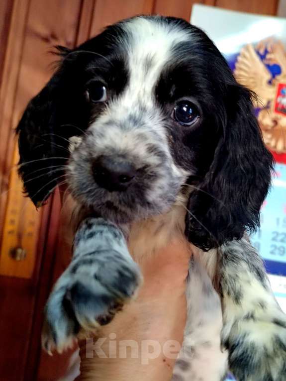 Собаки в Москве: Русский охотничий спаниель  Девочка, 35 000 руб. - фото 3