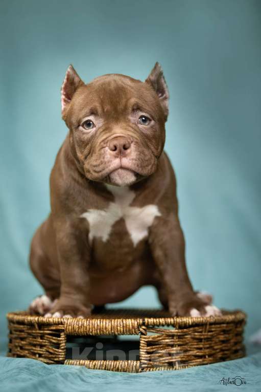 Собаки в Видном: Американский булли, щенок Белла Девочка, Бесплатно - фото 3