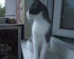 Кошки в Омске: Потерялся котенок Мальчик, Бесплатно - фото 1