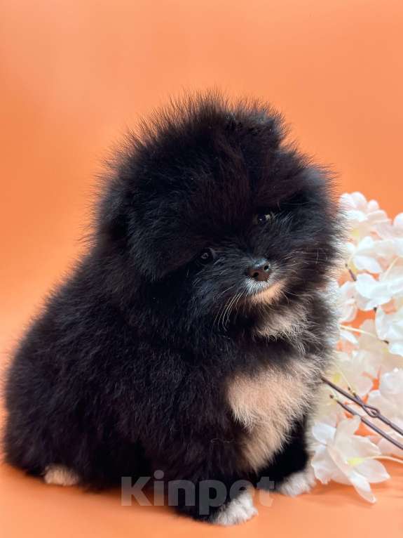 Собаки в Санкт-Петербурге: Маленькая девочка Девочка, 30 000 руб. - фото 5