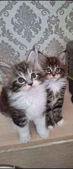 Котята мейн кун