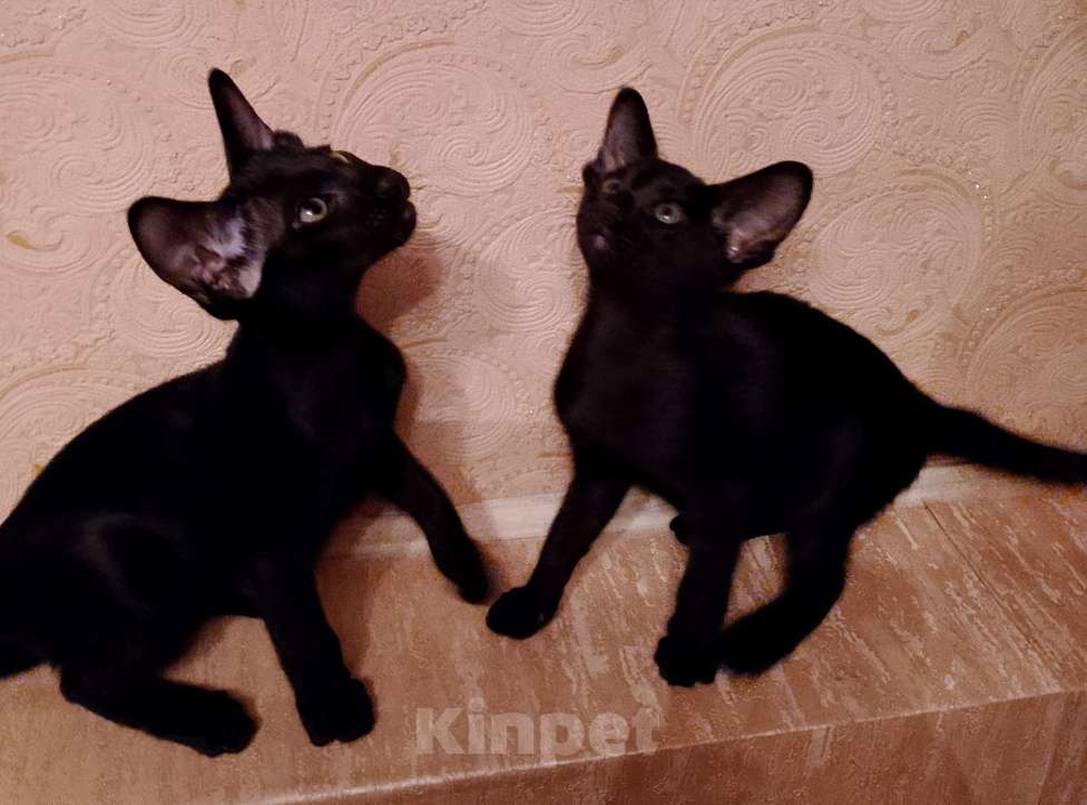 Кошки в Шахте: Продаю котят ориентальной породы  Девочка, 20 001 руб. - фото 9