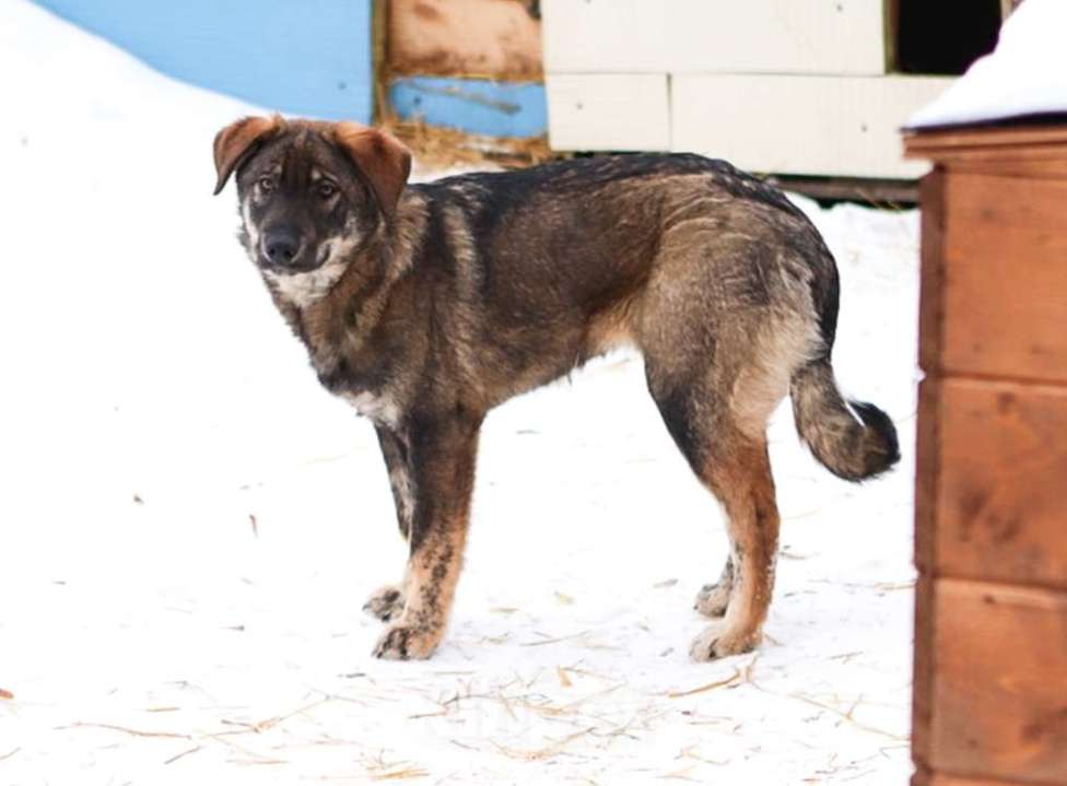 Собаки в Москве: Умные и позитивные пёсики (11 мес.) срочно ищут дом. Мальчик, Бесплатно - фото 6