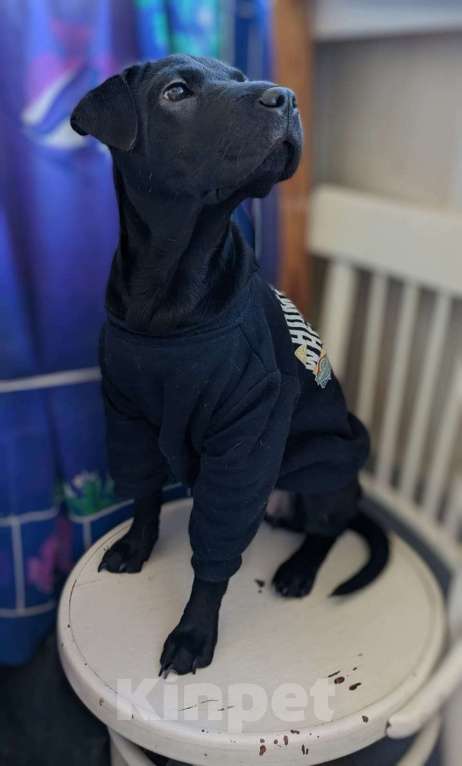 Собаки в Краснодаре: Метис шарпея, чудесная девочка Девочка, Бесплатно - фото 6