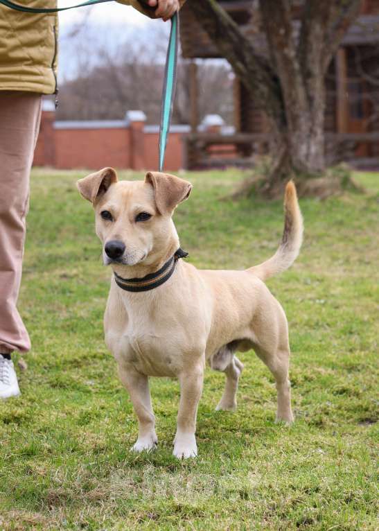 Собаки в Подольске: Кокки , кобель-коротколапик 3х лет в добрые руки Мальчик, Бесплатно - фото 1