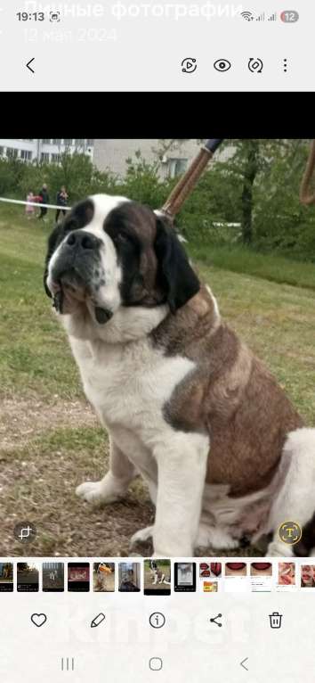 Собаки в Самаре: Малыши сенбернара Мальчик, 80 000 руб. - фото 4