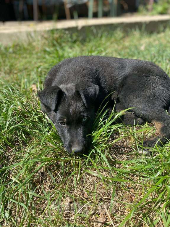 Собаки в Саратове: Отдам в добрые руки щенка от немецкой овчарки и лайки с разноцветными глазами Мальчик, Бесплатно - фото 4