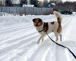Собаки в Санкт-Петербурге: Скромный, спокойный и ласковый небольшой пёс Мальчик, Бесплатно - фото 6