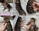 Кошки в Новосибирске: Бенгальские кошечки под резерв Девочка, 55 000 руб. - фото 2