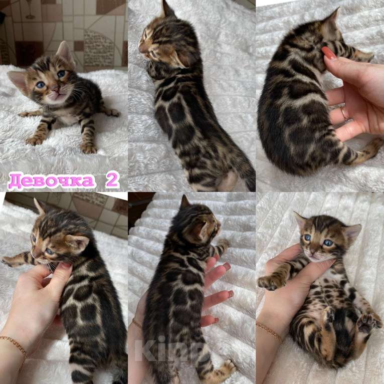 Кошки в Новосибирске: Бенгальские кошечки под резерв Девочка, 55 000 руб. - фото 2