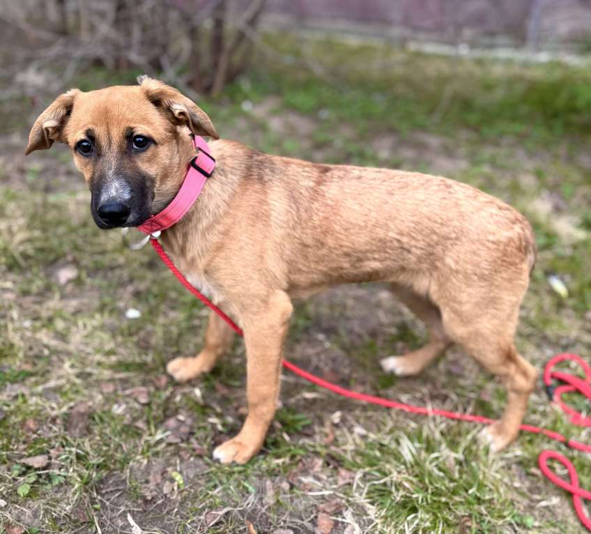 Собаки в Москве: Щенок Минди ищет дом Девочка, Бесплатно - фото 8