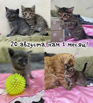 отдам котенка бесплатно