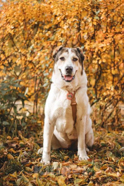 Собаки в Москве: Лана ищет дом Девочка, Бесплатно - фото 4