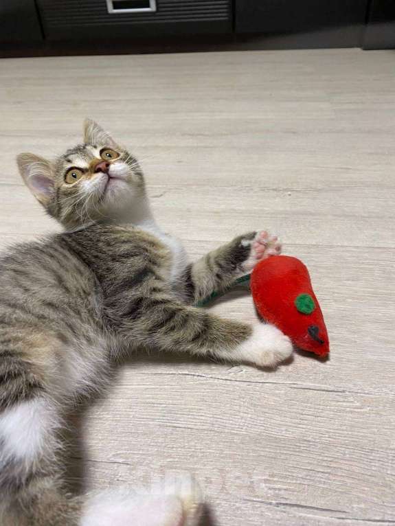 Кошки в Салавате: Котята в заботливые руки, приучены к лотку Девочка, Бесплатно - фото 7