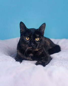 Котеное Ксения ищет дом