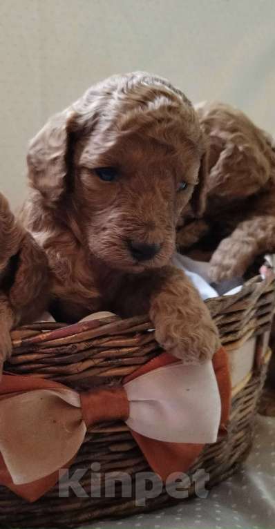 Собаки в Воронеже: Той-пудель  Мальчик, Бесплатно - фото 2