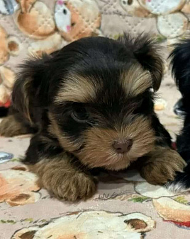 Цветной йорк