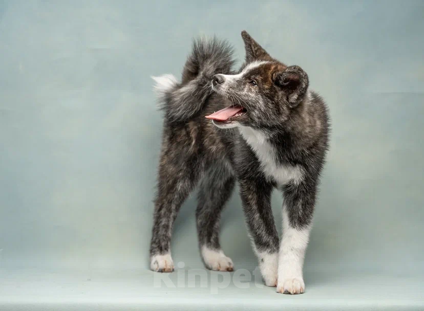 Собаки в Санкт-Петербурге: Тиана Девочка, 70 000 руб. - фото 4