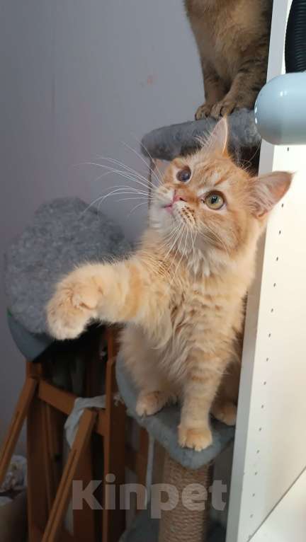 Кошки в Мурином: Отдаю в добрые руки Мальчик, Бесплатно - фото 2