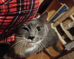 Кошки в Москве: Кот Тема ищет дом Мальчик, Бесплатно - фото 3