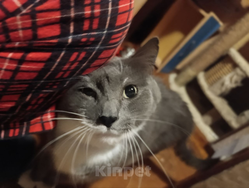 Кошки в Москве: Кот Тема ищет дом Мальчик, Бесплатно - фото 3