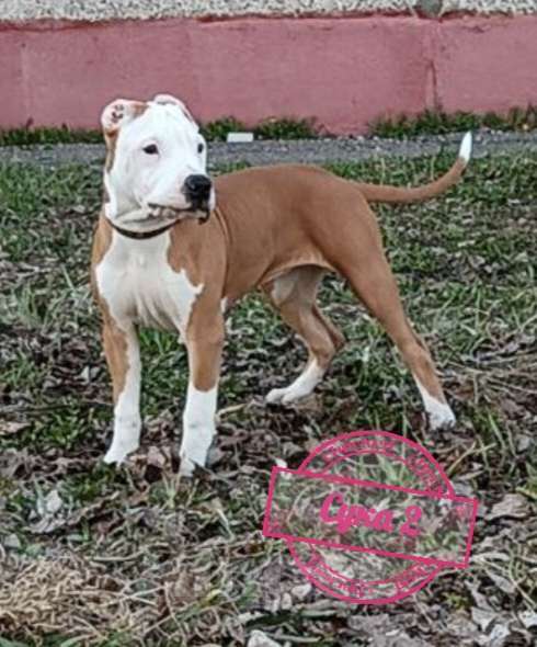 Собаки в Томске: Девочка 2 Девочка, Бесплатно - фото 2