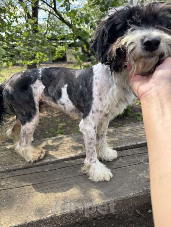 Собаки в Тихорецке: Бимка в добрые руки Мальчик, Бесплатно - фото 3