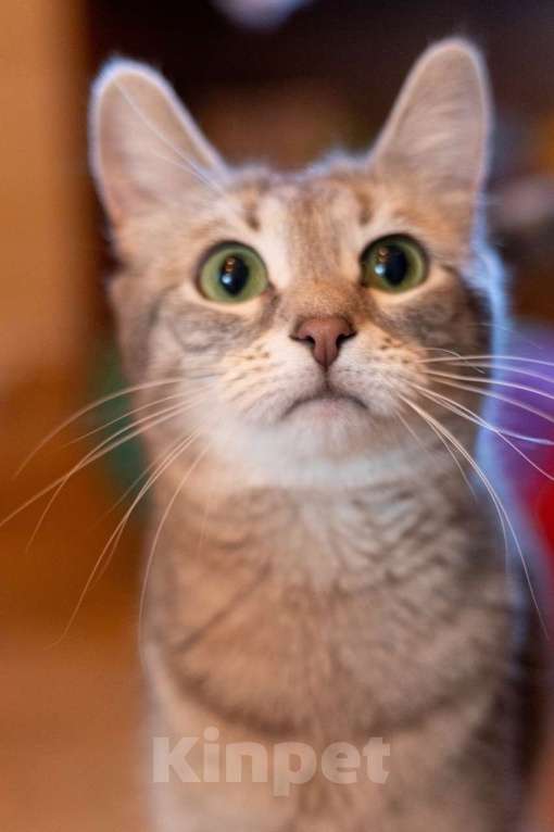 Кошки в Москве: Лапочка ищет дом! Девочка, Бесплатно - фото 10