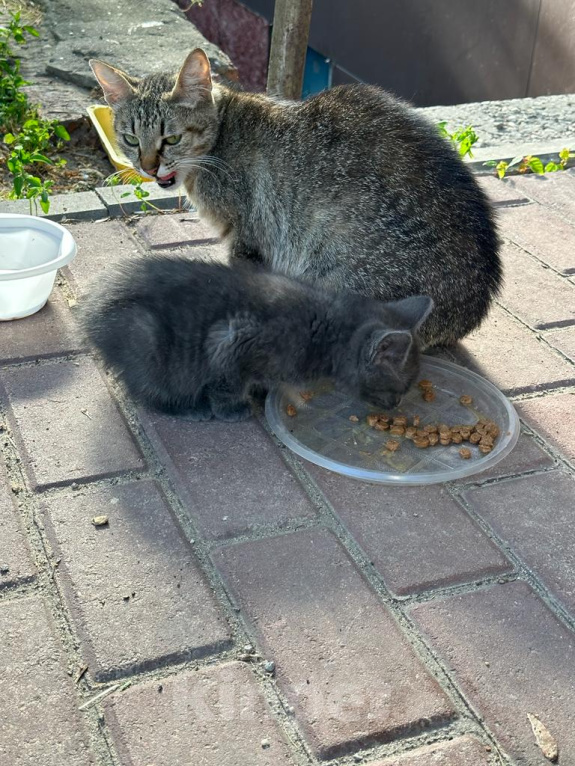 Кошки в Москве: Уличные котята Девочка, 10 руб. - фото 2