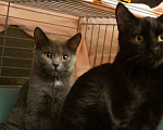 Кошки в Жуковском: Котята (3 мес) ищут дом, Бесплатно - фото 5
