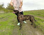 Собаки в Краснодаре: Кобель питбуль,вязка. Мальчик, 5 000 руб. - фото 2