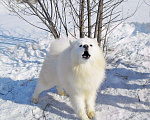 Собаки в Бийске: Самоедская лайка Вязка, 1 руб. - фото 1