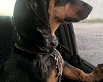 Собаки в Тюмени: Кабель вязка такса, 1 000 руб. - фото 4