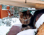Кошки в Ливны: Котятки в дар, 10 руб. - фото 2