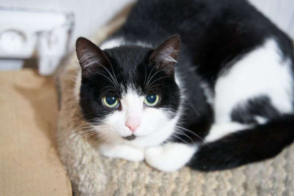 Кошки в Москве: Кошка Лакки в дар Девочка, Бесплатно - фото 4