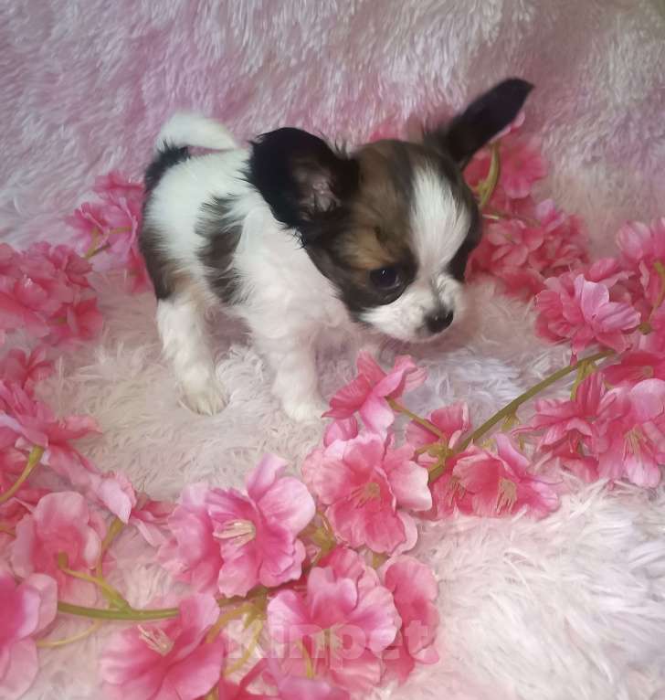 Собаки в Нижнем Новгороде: Продаю щенков континентального той-спаниеля Девочка, 75 000 руб. - фото 1