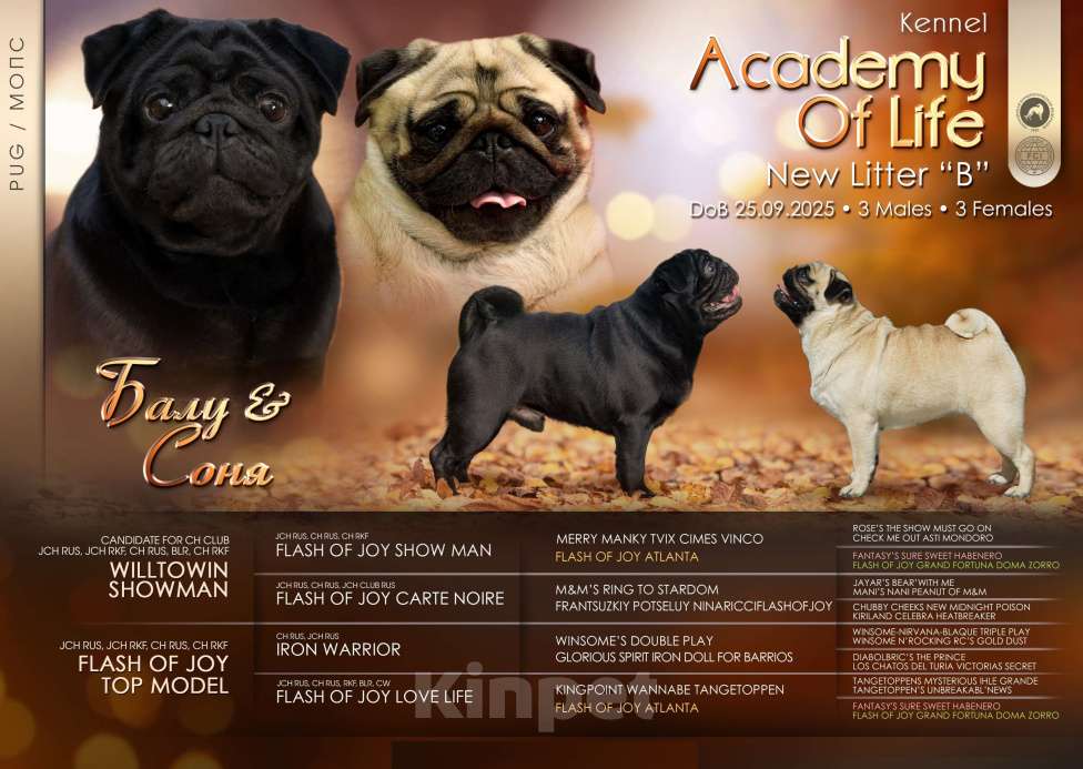 Собаки в Брянске: Питомник Академи оф Лайф предлагает щенков мопса от прекрасной титулованной родительской пары Девочка, 65 000 руб. - фото 2