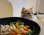 Кошки в Мытищах: Кот Томас Мальчик, 100 руб. - фото 3