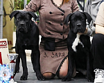 Собаки в Москве: Очаровательная и послушная Заря Девочка, 39 900 руб. - фото 3