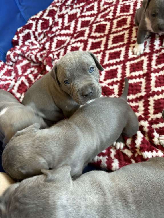 Собаки в других городах Московской области: Щенки Стаффорда Мальчик, 90 000 руб. - фото 7