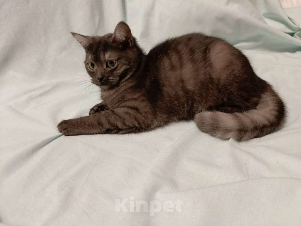 Кошки в Москве: Британские котята Девочка, 15 000 руб. - фото 2