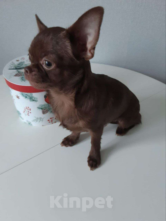 Собаки в Санкт-Петербурге: Малышка Чихуахуа Девочка, 35 000 руб. - фото 3