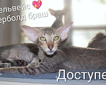 Кошки в Томске: Котенок петерболд Мальчик, 50 000 руб. - фото 2