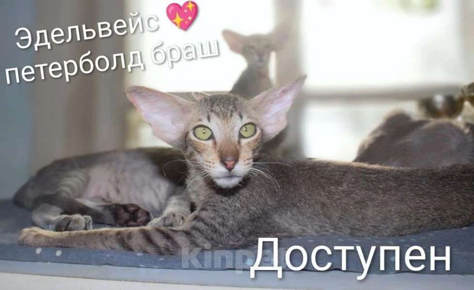 Кошки в Томске: Котенок петерболд Мальчик, 50 000 руб. - фото 2