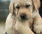 Собаки в Владимире: Щенки Лабрадора палевые Девочка, 18 000 руб. - фото 4