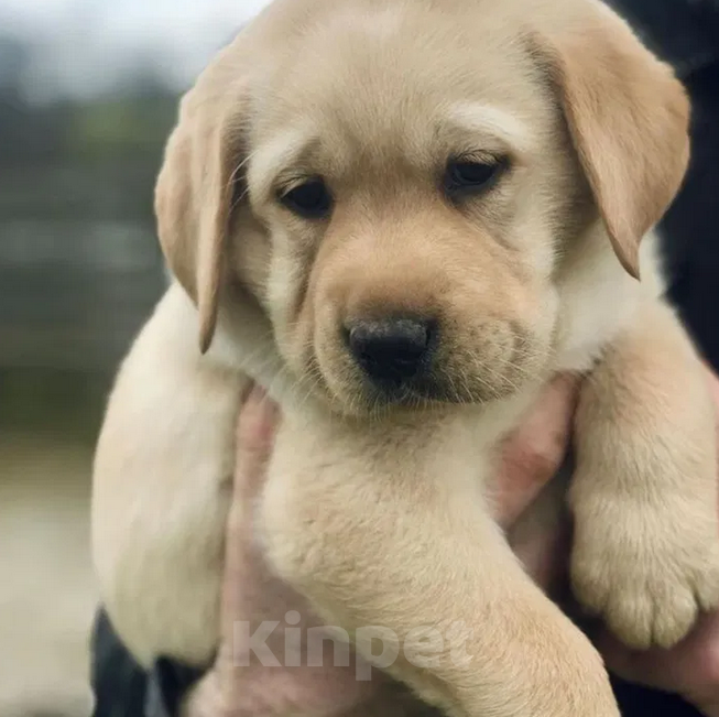 Собаки в Владимире: Щенки Лабрадора палевые Девочка, 18 000 руб. - фото 4