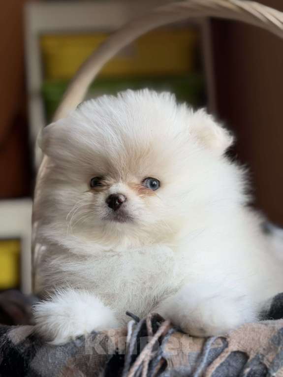 Собаки в Красногорске: Померанский шпиц Мальчик, 45 000 руб. - фото 2